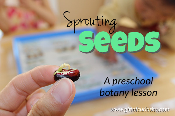 Sprouting seeds preschool botany lesson || Gift of Curiosity