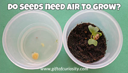 Do seeds need air to grow? || Gift of Curiosity