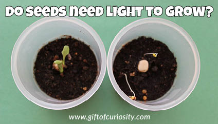 Do seeds need light to grow? || Gift of Curiosity