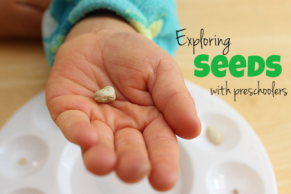 Exploring seeds from seed packets with preschoolers || Gift of Curiosity