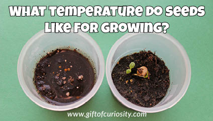 What temperature do seeds like for growing? || Gift of Curiosity