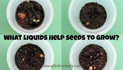 What liquids help seeds to grow? || Gift of Curiosity