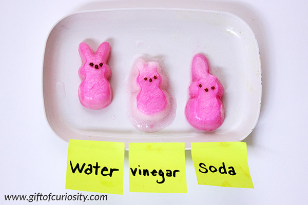Easter Peeps science experiment | Easter science activity for kids | Easter science experiment || Gift of Curiosity