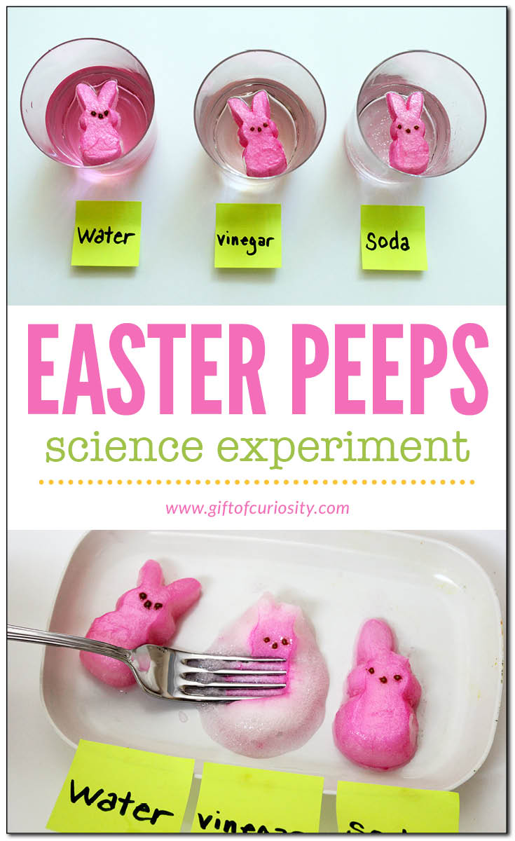 Easter Peeps science experiment | Easter science activity for kids | Easter science experiment || Gift of Curiosity