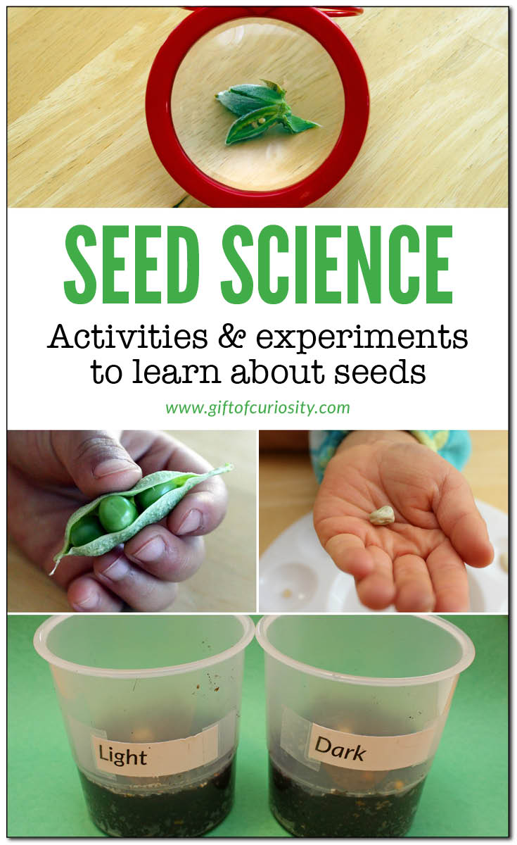 Seed science for kids | Seed activities for children | Seed experiments for preschoolers | Exploring seeds || Gift of Curiosity