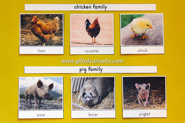 Farm Animal 3-Part Cards with a basic option for common farm animal names and a families option to learn names for the mother, father, and baby in each farm animal family. These Montessori farm animal cards are versatile and can be used in so many ways for a farm unit or for inspiring a love of animals. || Gift of Curiosity