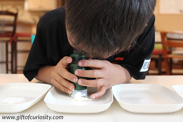 30 awesome things for kids to look at with a microscope || Gift of Curiosity