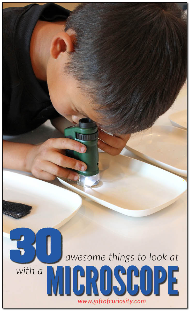30 awesome things for kids to look at with a microscope || Gift of Curiosity
