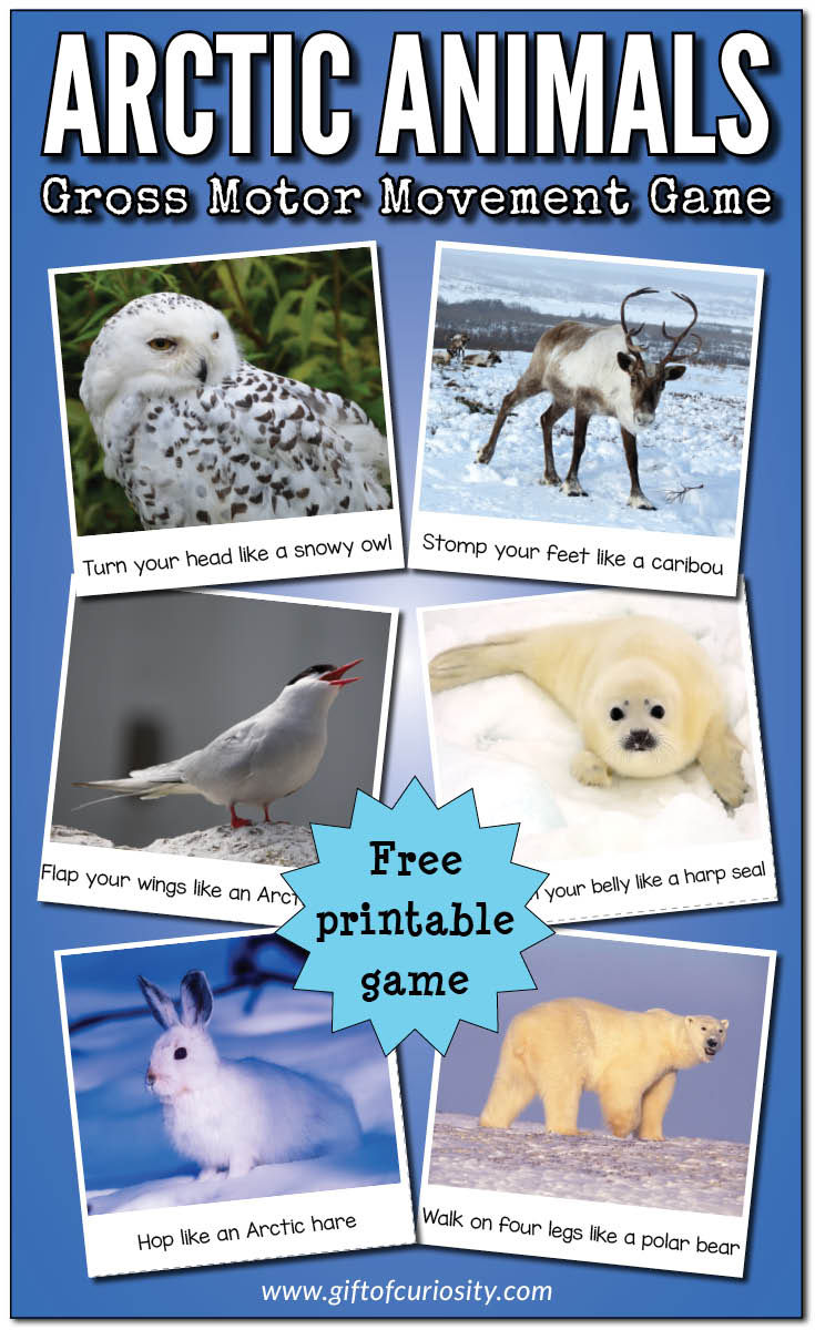 This FREE printable Arctic Animals Gross Motor Movement Game makes a great winter-themed movement break activity. It also compliments any Arctic animals or polar animals unit study. || Gift of Curiosity