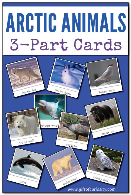 Arctic Animals Montessori 3-Part Cards for learning and identifying 14 different Arctic animals. Perfect for your Arctic unit study. #Arctic #ArcticAnimals || Gift of Curiosity