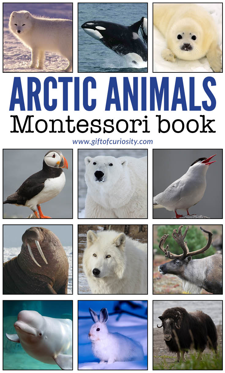 Arctic Animals Montessori Book - photo, description, and information on 14 different Arctic animals. This is a perfect Arctic learning resource for your Arctic unit study! || Gift of Curiosity