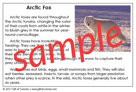 Arctic Animals Montessori Book - photo, description, and information on 14 different Arctic animals. This is a perfect Arctic learning resource for your Arctic unit study! || Gift of Curiosity