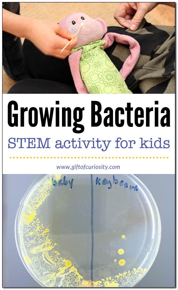 Growing bacteria in a petri dish | #STEM activity for kids | Science experiment to learn about bacteria || Gift of Curiosity