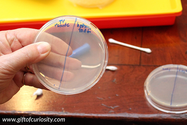 Growing bacteria in a petri dish | #STEM activity for kids | Science experiment to learn about bacteria || Gift of Curiosity