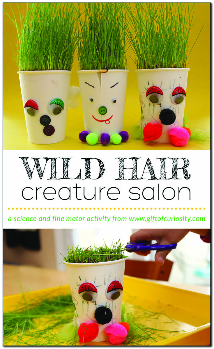 Wild Hair Creature Salon | Grow your own "wild hair" creatures and build your own hair salon to give them "haircuts." This fun and engaging activity not only reinforces fine motor skills development (scissors skills), it also works as an art project and a science activity! #STEAM #ece #finemotor #finemotorskills || Gift of Curiosity