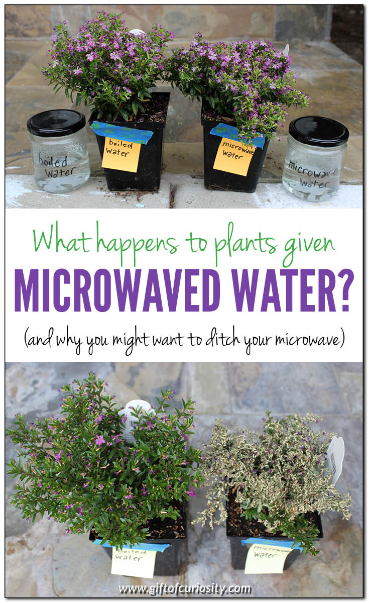 What happens to plants given microwaved water vs. boiled water? This science experiment might have you re-thinking your use of a microwave! | Microwaved vs. boiled water experiment: What helps plants to thrive? || Gift of Curiosity