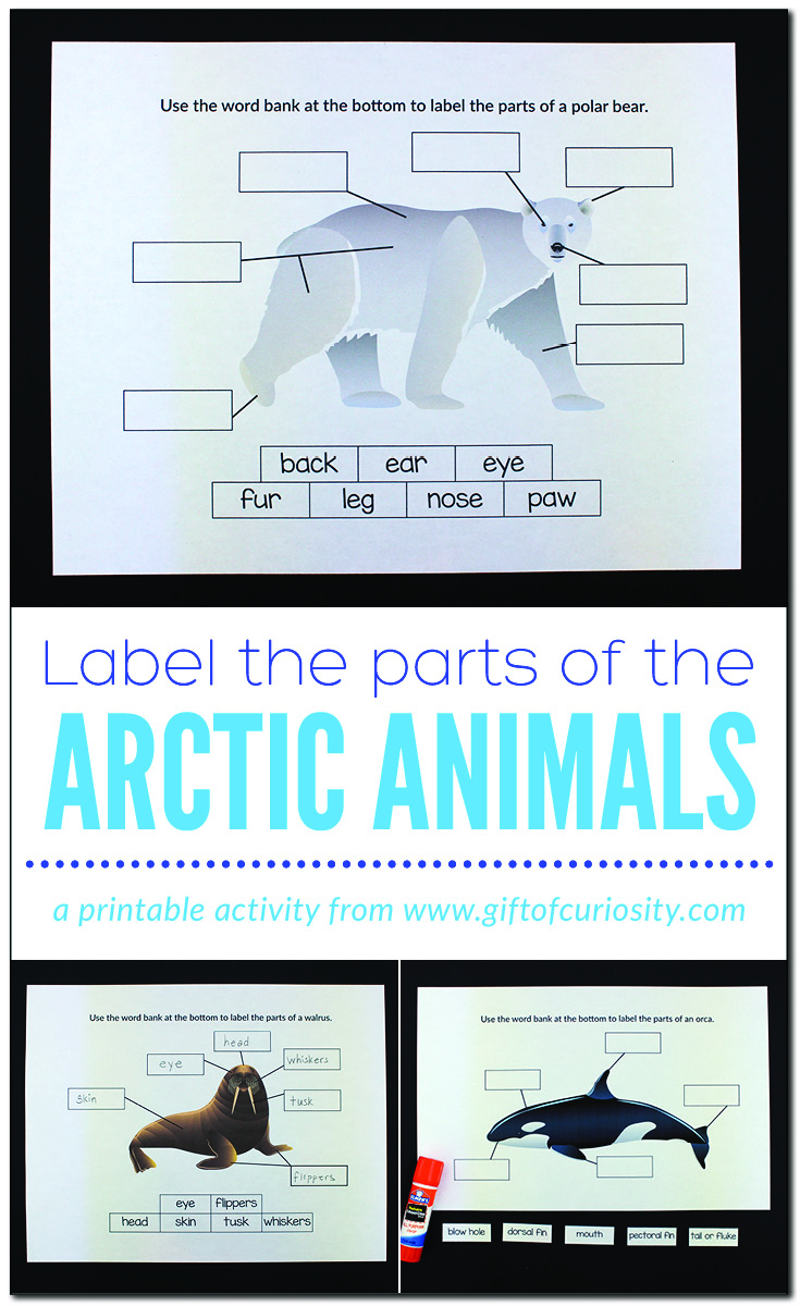 Label the Parts of the Arctic Animals | These Arctic worksheets for kids help children to identify animal body parts | Polar animals | Arctic worksheets for kids | #Arctic #polar #printable #giftofcuriosity || Gift of Curiosity