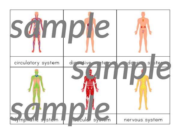 Systems of the Human Body 3-Part Cards: These Montessori-style nomenclature cards help children learn to identify important systems inside the human body. #humanbody #Montessori #printables #giftofcuriosity #STEM #STEAM || Gift of Curiosity