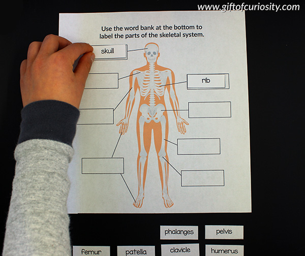 Label the Parts of the Body System | These human body worksheets for kids help children to identify 12 major body systems (e.g., circulatory system, respiratory system) and the important organs and parts in each system. | Human Body worksheets for kids | #humanbody #printable #giftofcuriosity || Gift of Curiosity