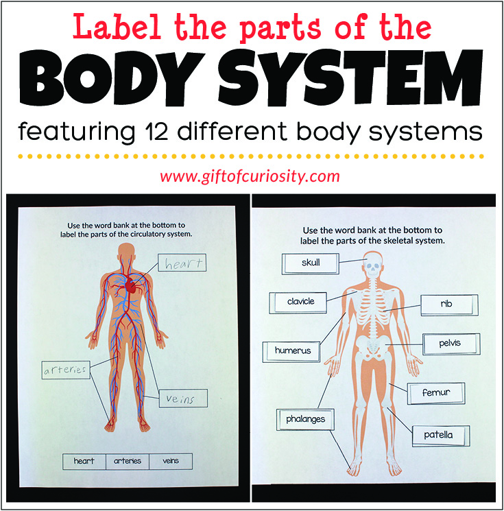 Label the Parts of the Body System | These human body worksheets for kids help children to identify 12 major body systems (e.g., circulatory system, respiratory system) and the important organs and parts in each system. | Human Body worksheets for kids | #humanbody #printable #giftofcuriosity || Gift of Curiosity