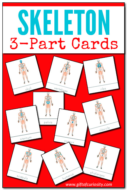Skeleton 3-Part Cards: These Montessori-style nomenclature cards help children learn to identify key bones in the human body. #humanbody #Montessori #printables #STEM #STEAM #giftofcuriosity || Gift of Curiosity