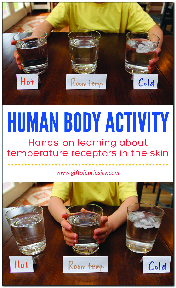 We have temperature receptors in our skin that give us information about the things we touch and feel. This hands-on activity helps children understand how their temperature receptors work, and makes clear that temperature receptors do not tell us about the *exact* temperature of an object, but rather give us information about the *relative* temperature of one object compared to another.  #STEM #STEAM #humanbody #fivesenses #5senses #handsonlearning #giftofcuriosity || Gift of Curiosity