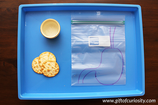 How the stomach breaks down food: In this activity from The Human Body Activity Book for Kids, children participate in a hands-on demonstration to understand the two ways in which the stomach breaks down food during digestion. #handsonlearning #humanbody #science #STEM #STEAM #kindergarten #giftofcuriosity || Gift of Curiosity