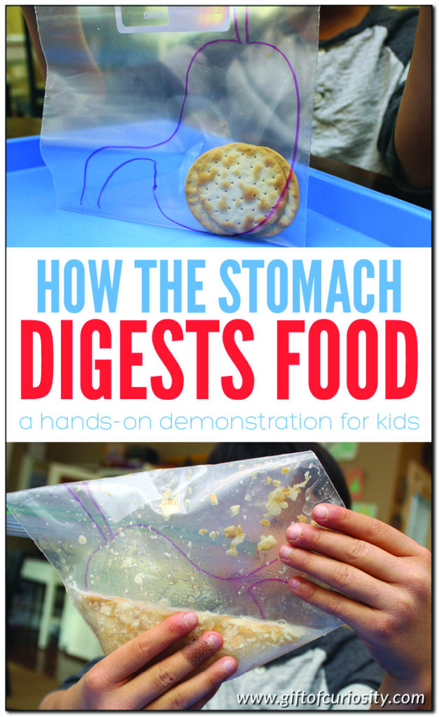 How the stomach breaks down food: In this activity from The Human Body Activity Book for Kids, children participate in a hands-on demonstration to understand the two ways in which the stomach breaks down food during digestion. #handsonlearning #humanbody #science #STEM #STEAM #kindergarten #giftofcuriosity || Gift of Curiosity