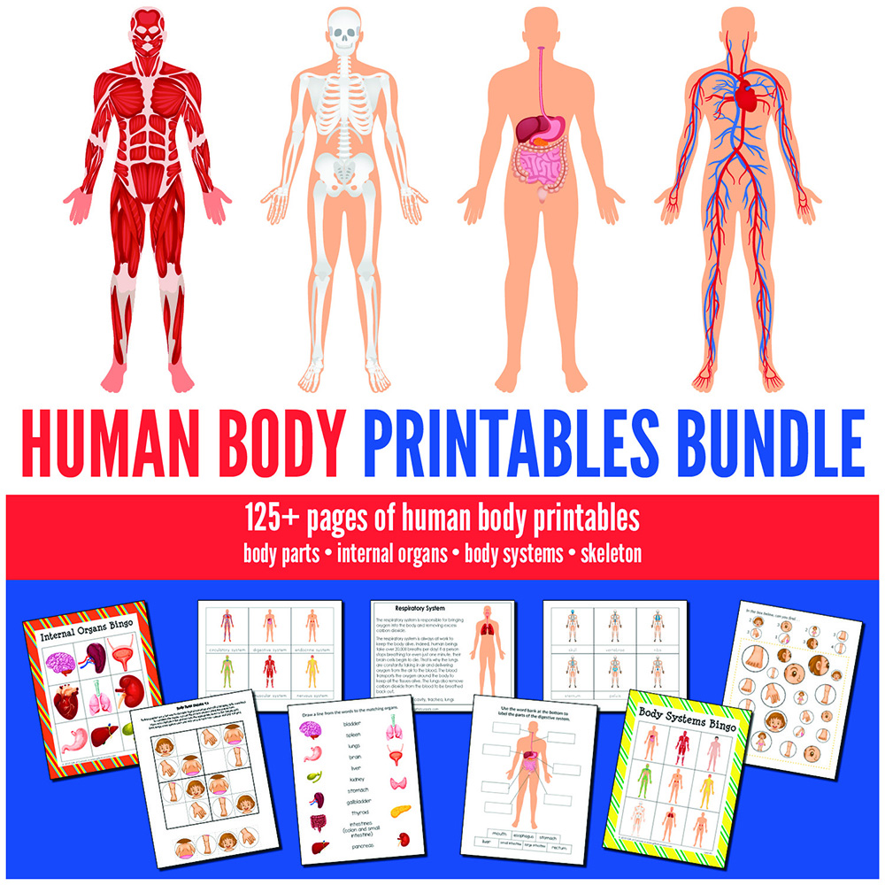 The Human Body Printables Bundle features more than 125 pages of human body printables focused on body parts, internal organs, body systems, and the skeleton. This bundle includes printables appropriate for preschool through elementary school, and will be an invaluable resource for any study of the human body. #humanbody #printables #giftofcuriosity #STEM #STEAM #science || Gift of Curiosity