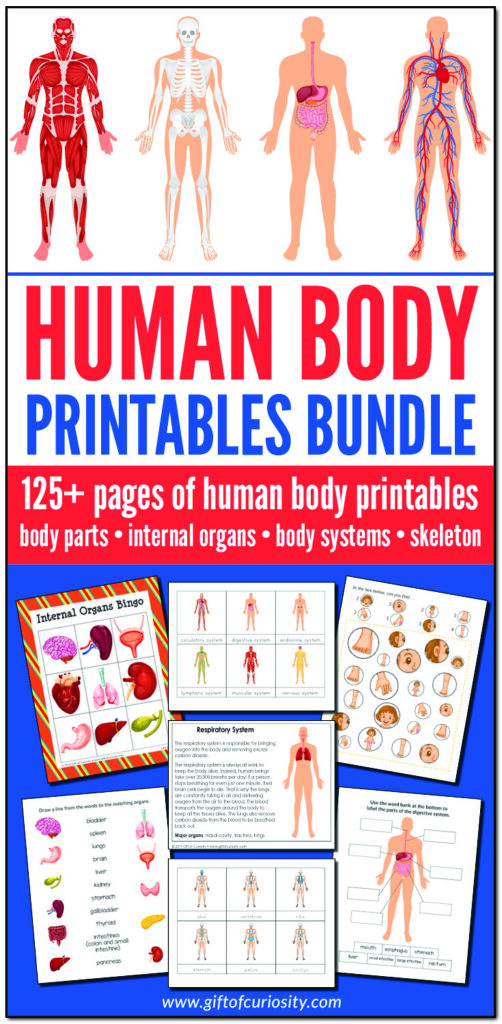 The Human Body Printables Bundle features more than 125 pages of human body printables focused on body parts, internal organs, body systems, and the skeleton. This bundle includes printables appropriate for preschool through elementary school, and will be an invaluable resource for any study of the human body. #humanbody #printables #giftofcuriosity #STEM #STEAM #science || Gift of Curiosity