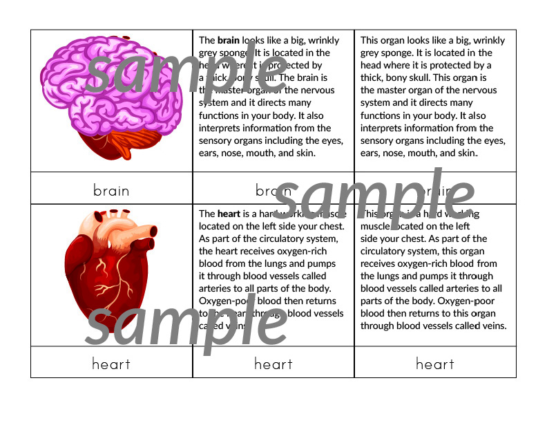 Internal Organs of the Human Body 3-Part Cards: These Montessori-style nomenclature cards help children learn to identify key internal organs of the human body. #humanbody #Montessori #printables #giftofcuriosity #STEM #STEAM || Gift of Curiosity