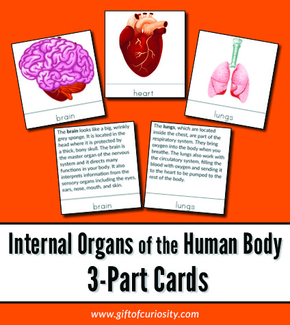 Internal Organs of the Human Body 3-Part Cards: These Montessori-style nomenclature cards help children learn to identify key internal organs of the human body. #humanbody #Montessori #printables #giftofcuriosity #STEM #STEAM || Gift of Curiosity