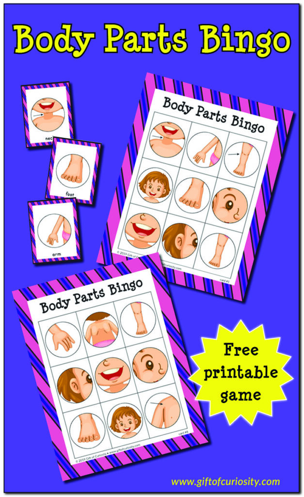 Body Parts Bingo Game | free printable human body activity for preschoolers | free printable human body activity for toddlers | #humanbody #bingo #freeprintable #giftofcuriosity || Gift of Curiosity