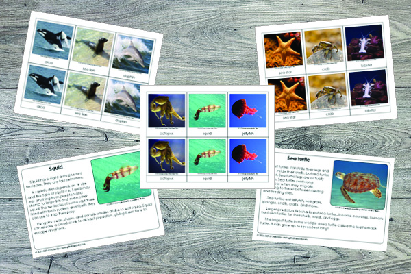 The Ocean Printables Bundle features more than 525 pages of ocean printables focused on ocean animals, the beach, and shells. This bundle includes printables appropriate for toddler age through elementary age, and will be an invaluable resource for any study of the ocean. #ocean #printables #giftofcuriosity #STEM #STEAM #science || Gift of Curiosity