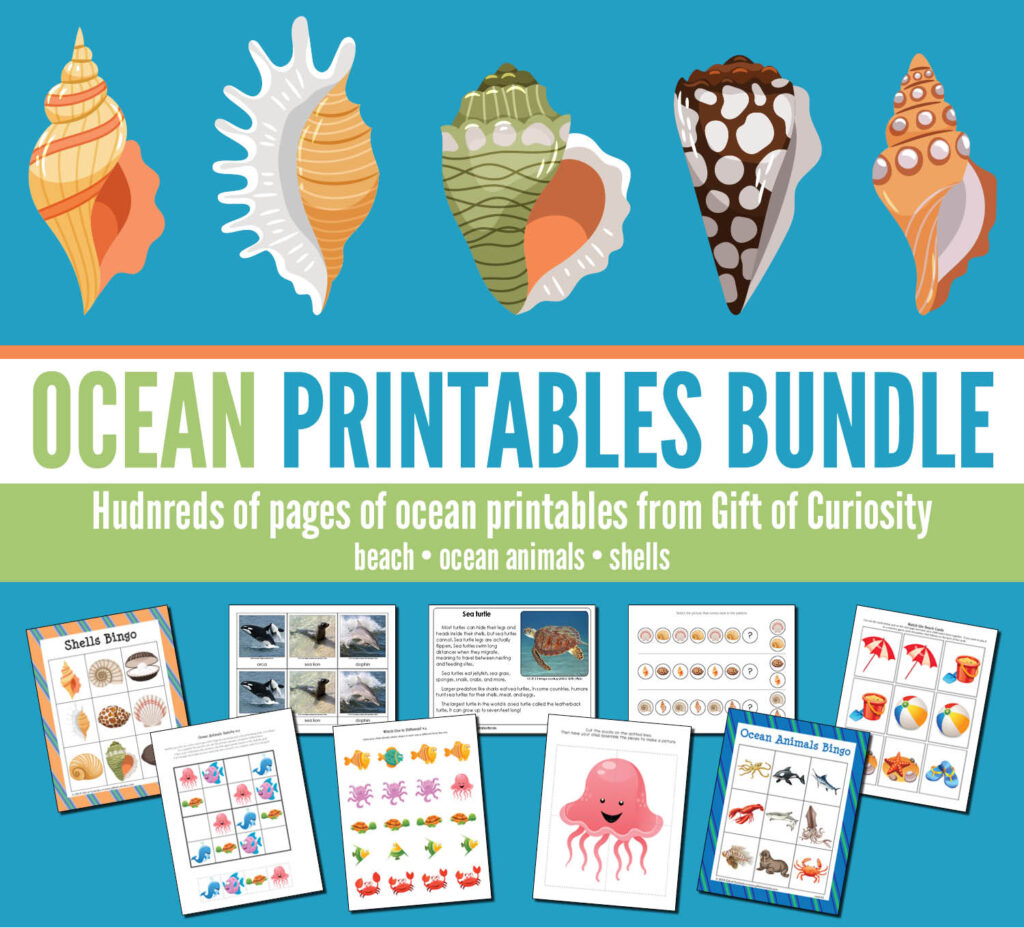 The Ocean Printables Bundle features hundreds of pages of ocean printables focused on ocean animals, the beach, and shells. This bundle includes printables appropriate for toddler age through elementary age, and will be an invaluable resource for any study of the ocean. #ocean #printables #giftofcuriosity #STEM #STEAM #science || Gift of Curiosity