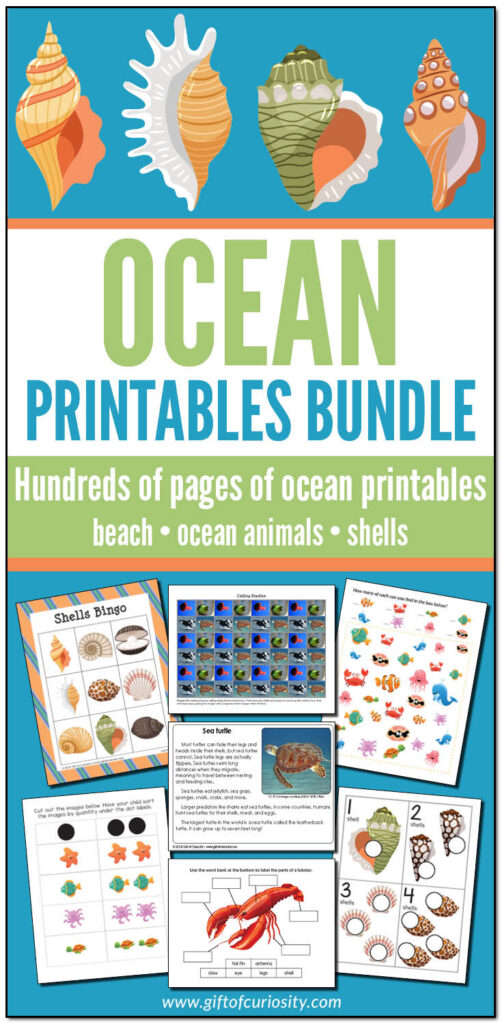 The Ocean Printables Bundle features hundreds of pages of ocean printables focused on ocean animals, the beach, and shells. This bundle includes printables appropriate for toddler age through elementary age, and will be an invaluable resource for any study of the ocean. #ocean #printables #giftofcuriosity #STEM #STEAM #science || Gift of Curiosity