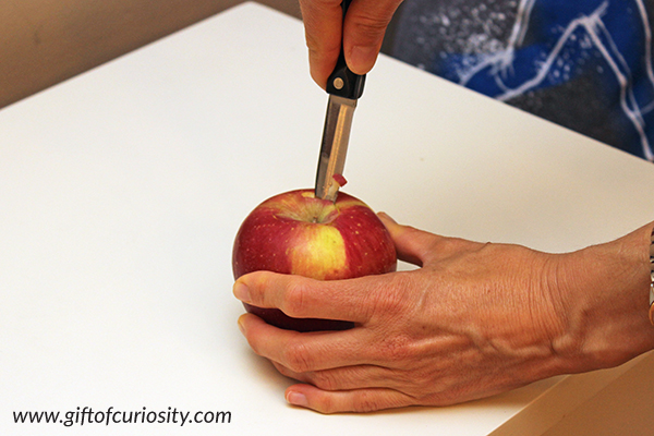 Apple Volcano kitchen science activity for kids - make your own exploding apple volcano to discuss chemical reactions with your kids! | #STEM #STEAM #apples #science #handsonlearning #preschool #kindergarten #giftofcuriosity || Gift of Curiosity