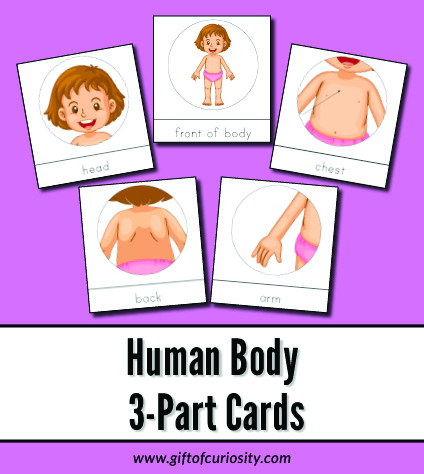 Human Body 3-Part Cards: These Montessori-style nomenclature cards help children learn to identify 27 different body parts from head to toe and everything in between. Great for #toddlers and #preschoolers learning about their bodies. #humanbody #Montessori #printables #giftofcuriosity || Gift of Curiosity