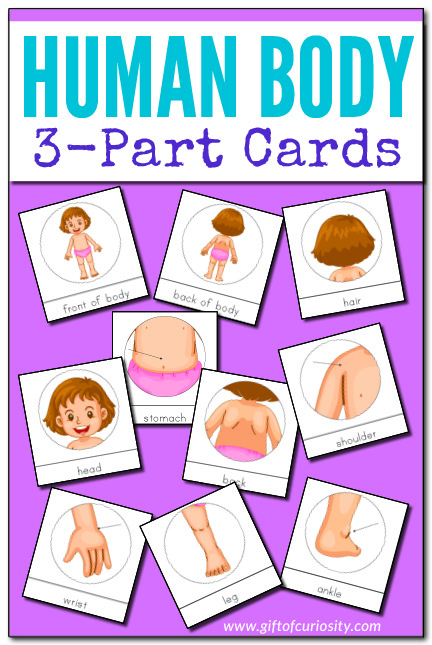 Human Body 3-Part Cards: These Montessori-style nomenclature cards help children learn to identify 27 different body parts from head to toe and everything in between. Great for #toddlers and #preschoolers learning about their bodies. #humanbody #Montessori #printables #giftofcuriosity || Gift of Curiosity