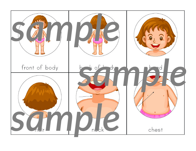 Human Body 3-Part Cards: These Montessori-style nomenclature cards help children learn to identify 27 different body parts. #humanbody #Montessori #printables #giftofcuriosity || Gift of Curiosity