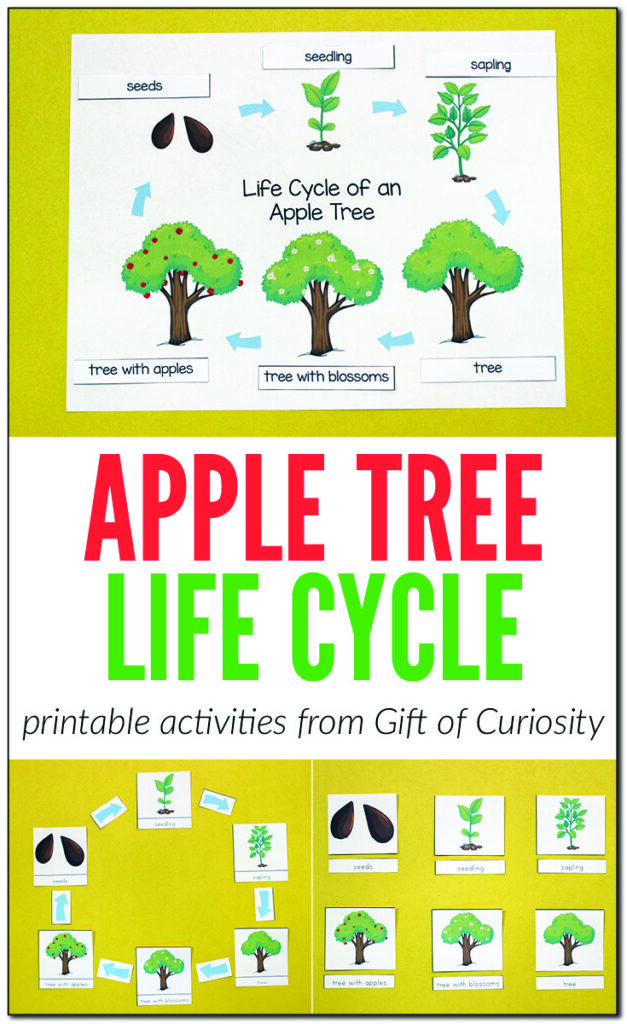 Apple Tree Life Cycle: This printable includes several activities with varying degrees of difficulty to help children learn about the life cycle of an apple tree. Included in the printable is a worksheet for children to label and Montessori-style 3-part cards identifying each of the six stages of an apple tree's life cycle from seed to mature, fruit-bearing tree. | #Montessori #apples #botany #printables #giftofcuriosity || Gift of Curiosity