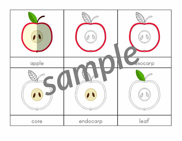 Apple 3-Part Cards: These Montessori-style nomenclature cards help children learn to identify 8 different parts of an apple. #apples #Montessori #printables #giftofcuriosity || Gift of Curiosity