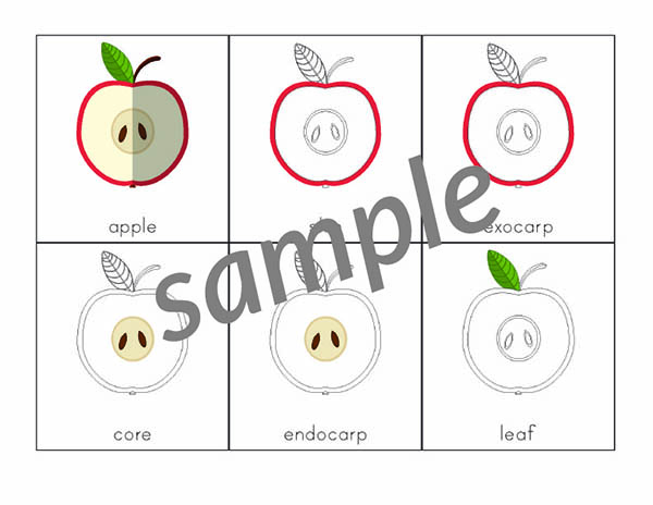 Apple 3-Part Cards: These Montessori-style nomenclature cards help children learn to identify 8 different parts of an apple. #apples #Montessori #printables #giftofcuriosity || Gift of Curiosity