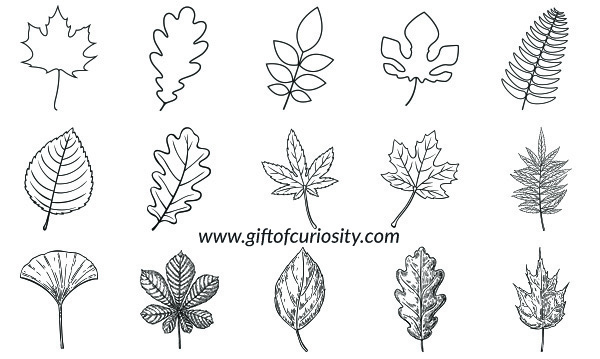 FREE printable leaf outlines for all your leaf-related art projects #freeprintables #botany #leaves #artsandcrafts #giftofcuriosity || Gift of Curiosity