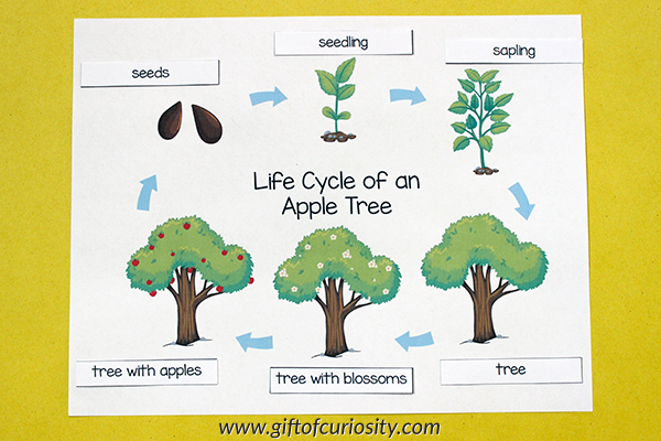 Apple Tree Life Cycle {printables} Gift of Curiosity