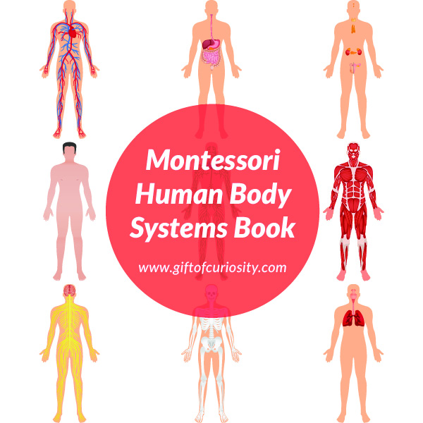 HUMAN BODY SYSTEMS BOOK: This printable, Montessori-style book about the systems of the human body features 12 different systems (skeletal system, muscular system, circulatory system, etc.). This book is designed to be super easy to assemble, and it has just the right amount of information to give kids a brief introduction to the key components of each system. #humanbody #printables #giftofcuriosity #montessori || Gift of Curiosity