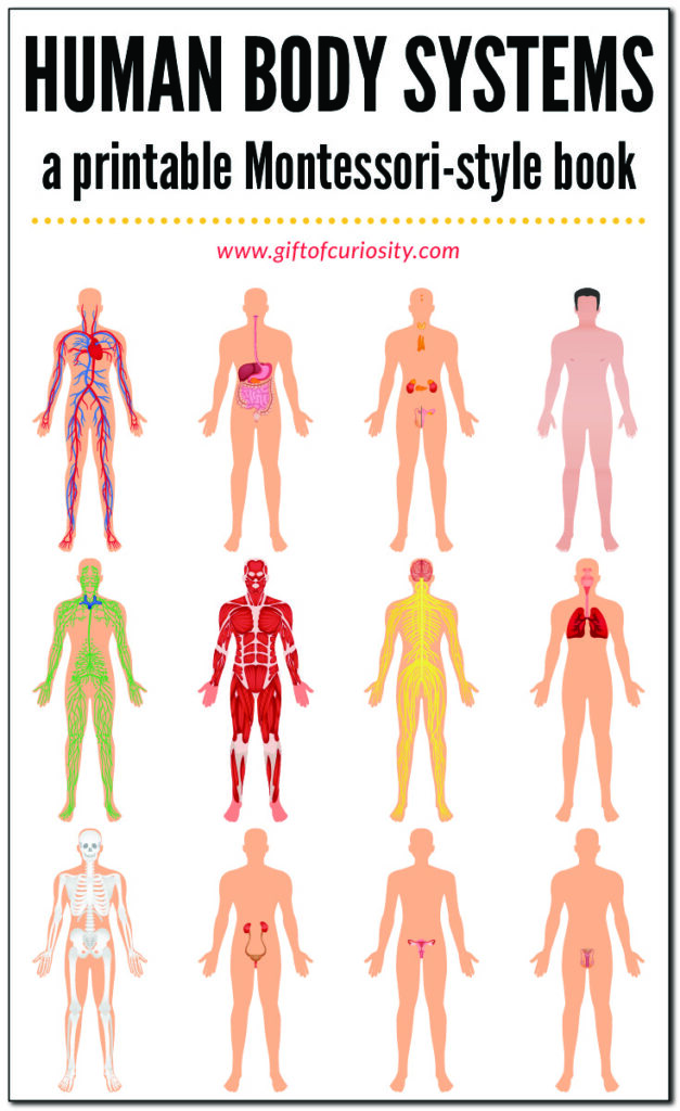 HUMAN BODY SYSTEMS BOOK: This printable, Montessori-style book about the systems of the human body features 12 different systems (skeletal system, muscular system, circulatory system, etc.). This book is designed to be super easy to assemble, and it has just the right amount of information to give kids a brief introduction to the key components of each system. #humanbody #printables #giftofcuriosity #montessori || Gift of Curiosity