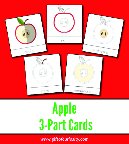 Apple 3-Part Cards: These Montessori-style nomenclature cards help children learn to identify the parts of an apple. Cards include multiple vocabulary options for several apple parts. | #Montessori #apples #printables #fall #giftofcuriosity