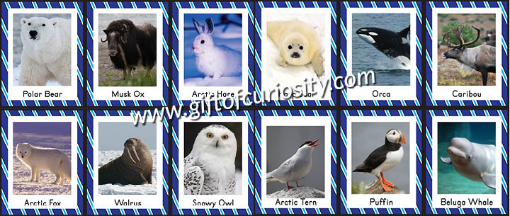 Free printable Arctic Animals Bingo Game with real photographs of 12 different Arctic animals || Gift of Curiosity