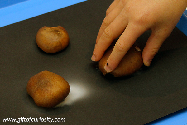 Make mushroom spore prints to learn about these amazing fungi. It only takes anywhere from a few hours to one day to see the results of this mushroom science project and it provides children with a concrete look at the mechanism mushrooms use to reproduce. 